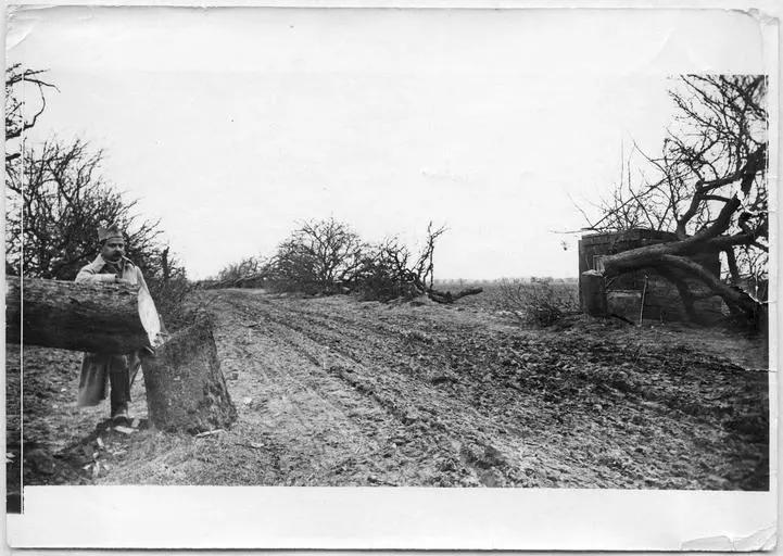 1917.03.21, Pommiers coupés par les Allemands quelques jours avant leur départ