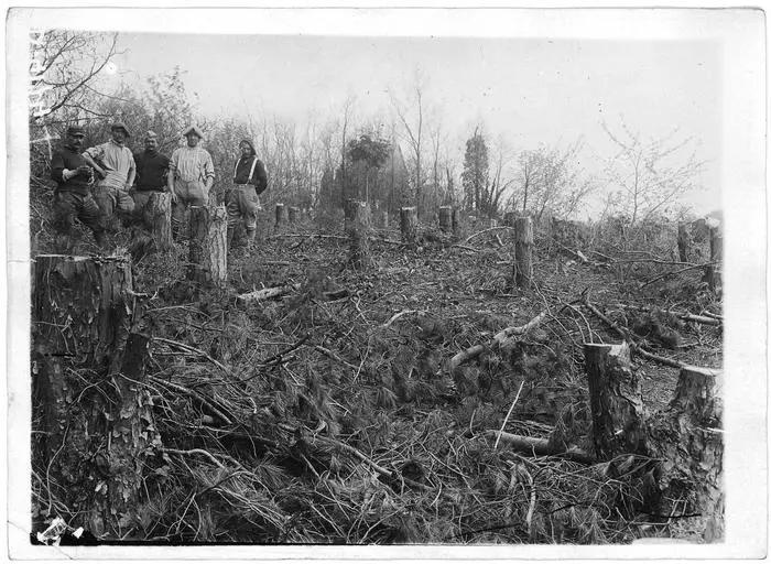 1917.05.09, Château, Sapins coupés dans le parc du château