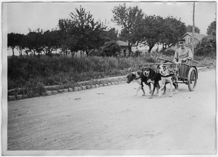 1918.05, Camp militaire de Satory, Chenil militaire : voiture de liaison attelée avec trois chiens