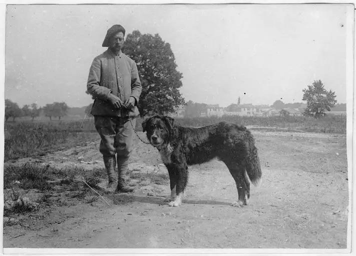 Chenil militaire : type de chien de trait