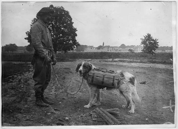 1918.05, Camp militaire de Satory, Chenil militaire : chien porteur de bandes de mitrailleuses