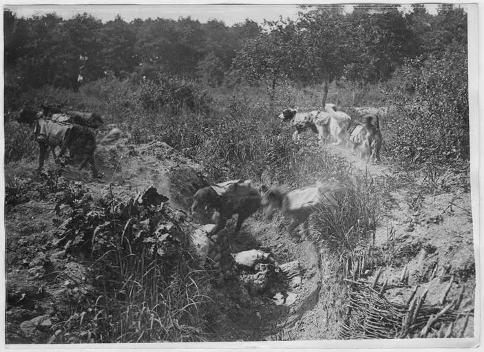 1918.05, Camp militaire de Satory, Chenil militaire : chiens porteurs franchissant un boyau