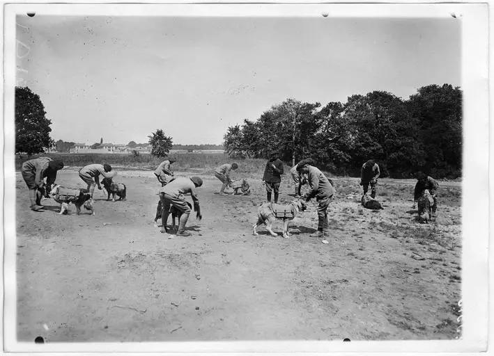 1918.05, Camp militaire de Satory, Chenil militaire : l'entraînement des chiens porteurs