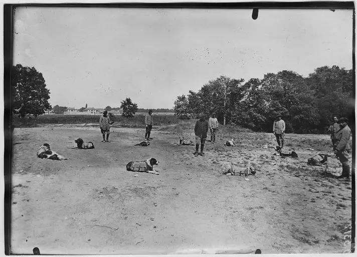 1918.05, Camp militaire de Satory, Chenil militaire : l'entraînement des chiens porteurs