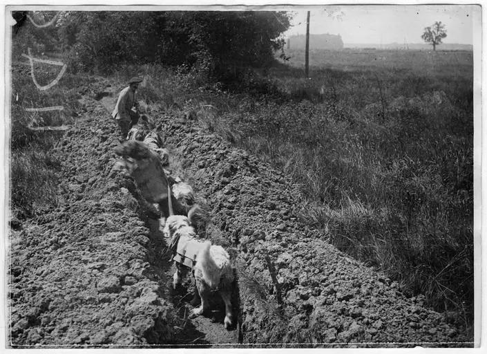 1918.05, Camp militaire de Satory, Chenil militaire : la marche des chiens porteurs dans un boyau