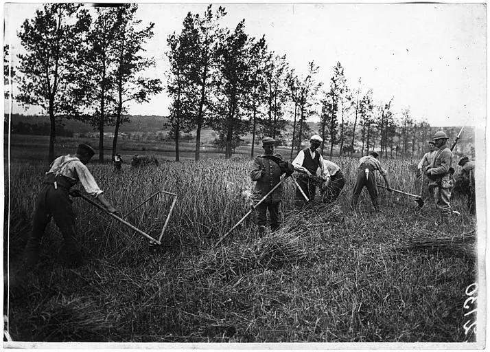 Prisonniers allemands faisant la moisson