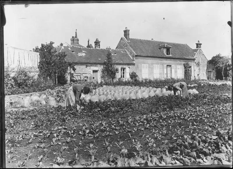 Jardin potager, deux femmes baissées