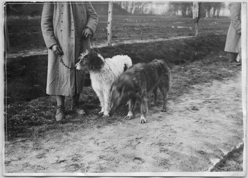 1918, Camp militaire de Satory, Chiens de guerre d'Alaska: Méro et Lynx