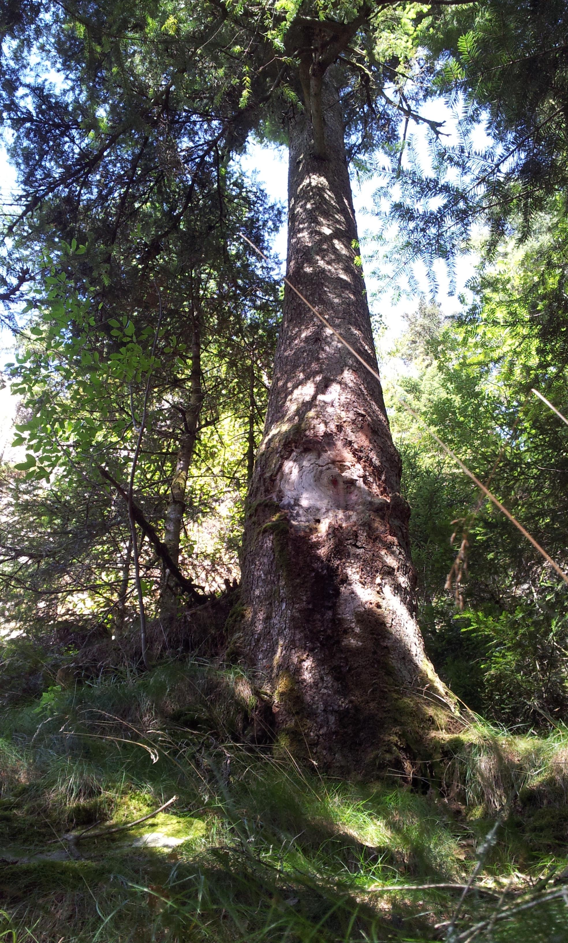 Grand sapin (Faymont).