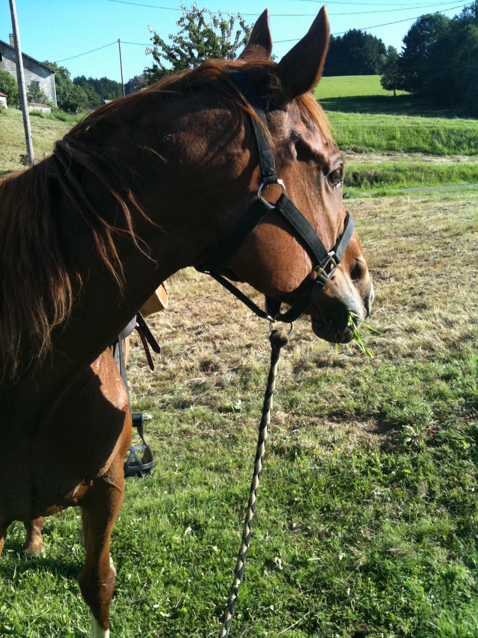 Cheval fontaine sissi