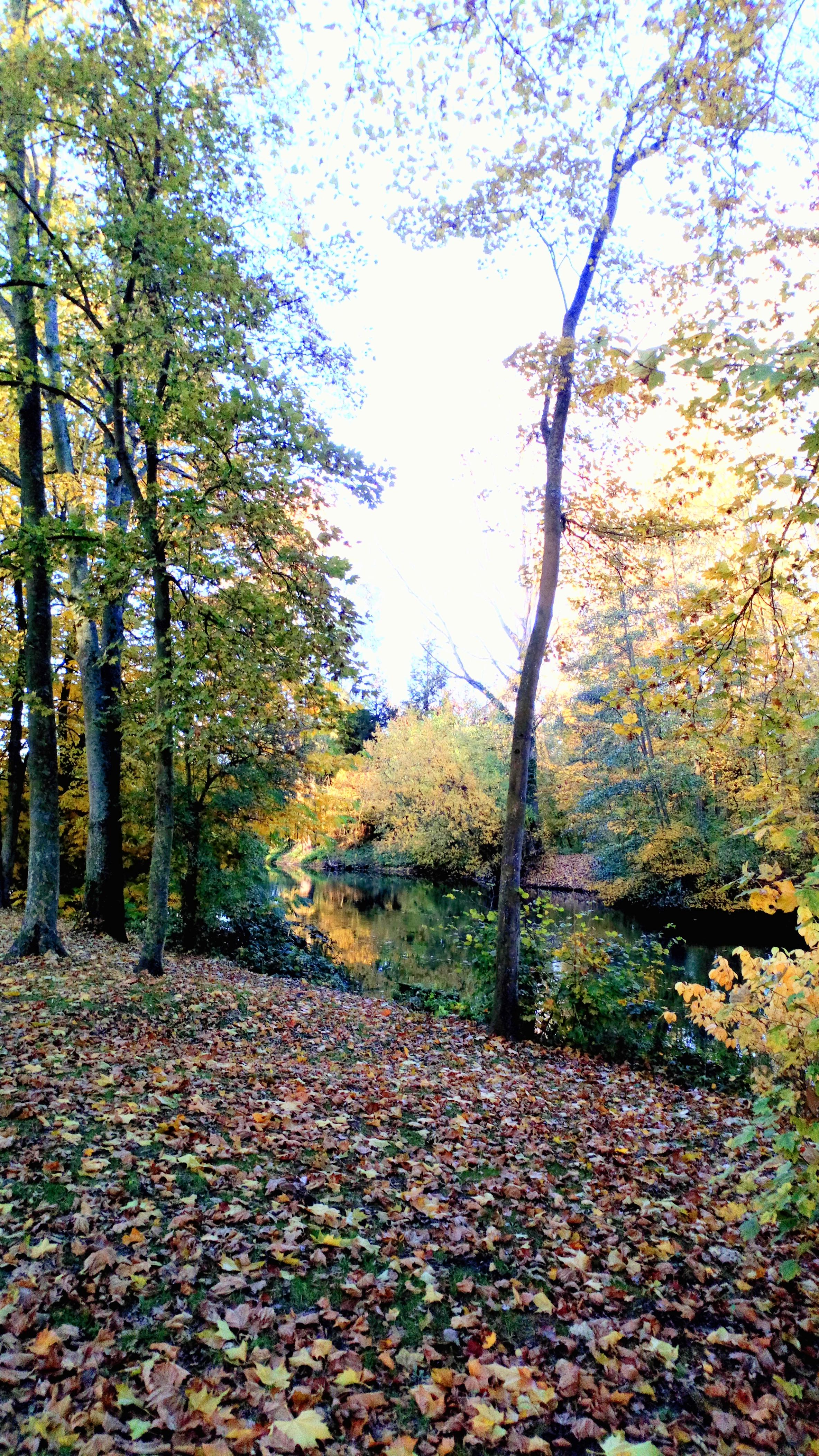 Château de Montières, parc 11