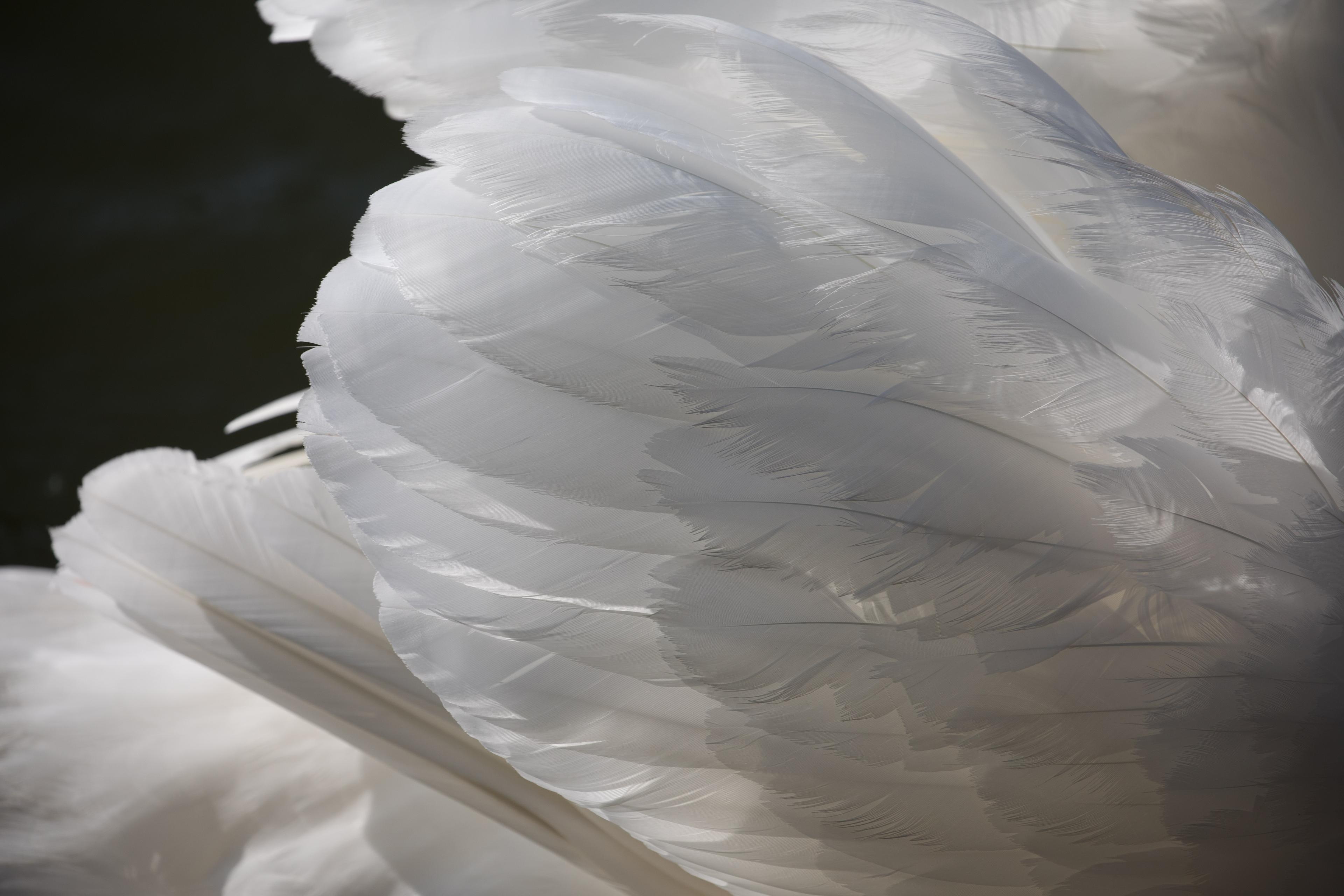 Cygnus feathers