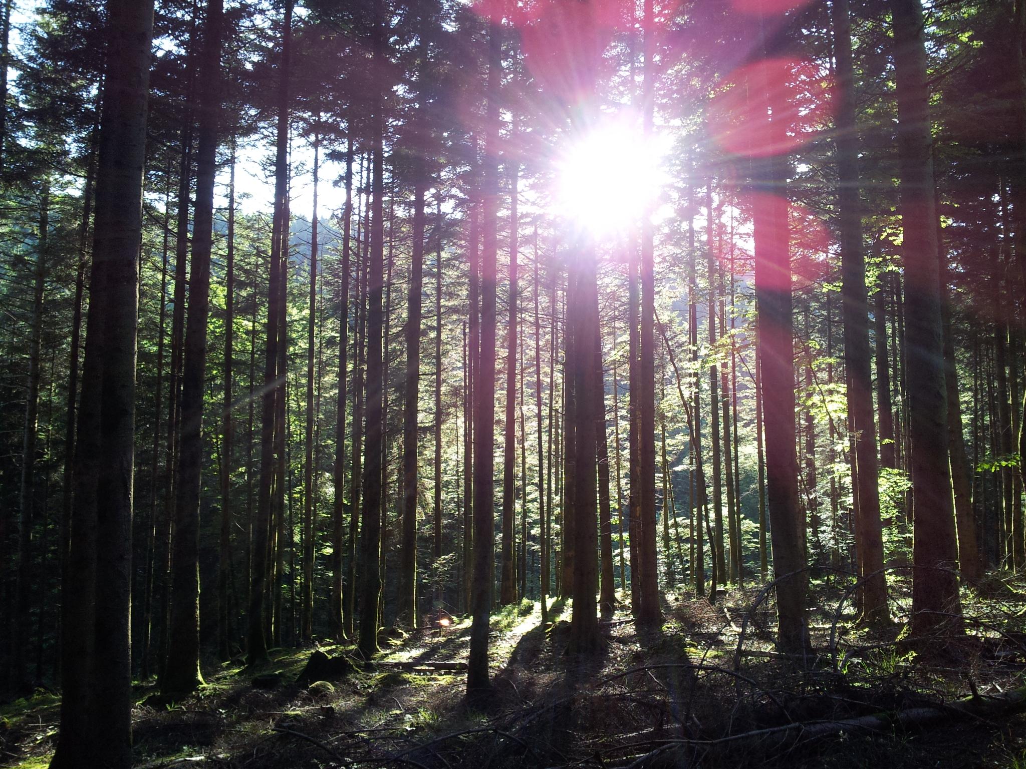 Forêt du Géhard