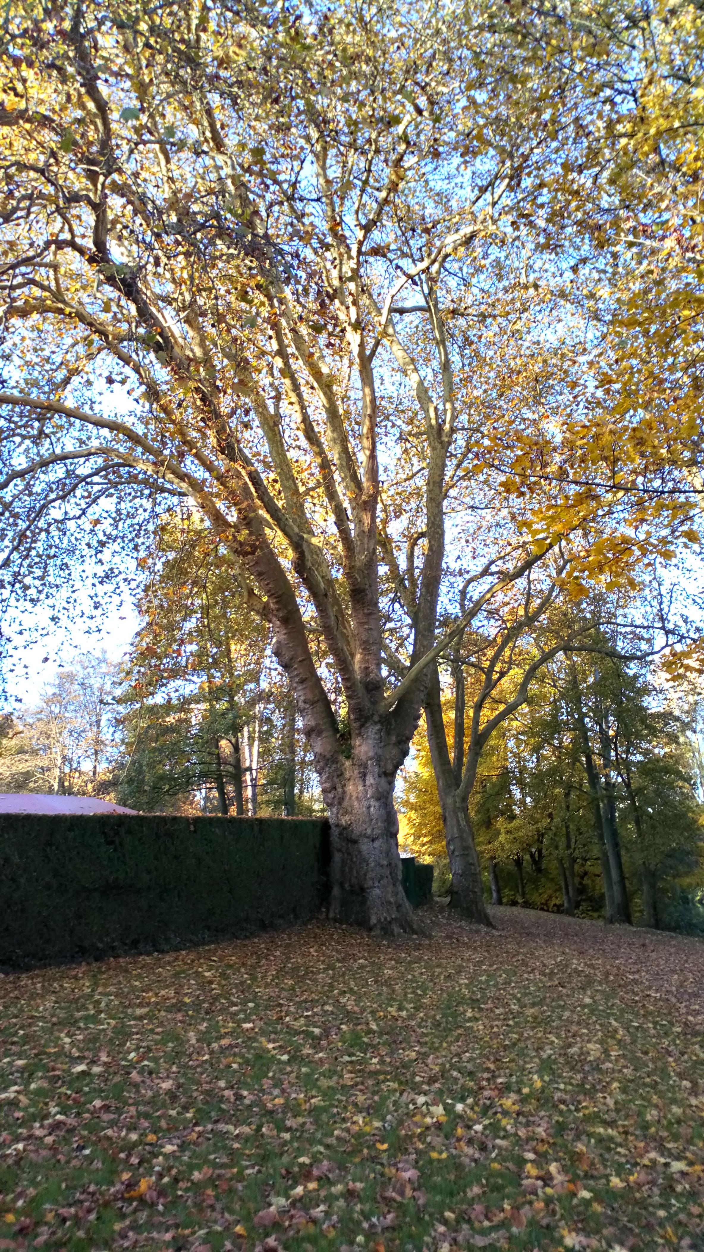 Château de Montières, parc 8