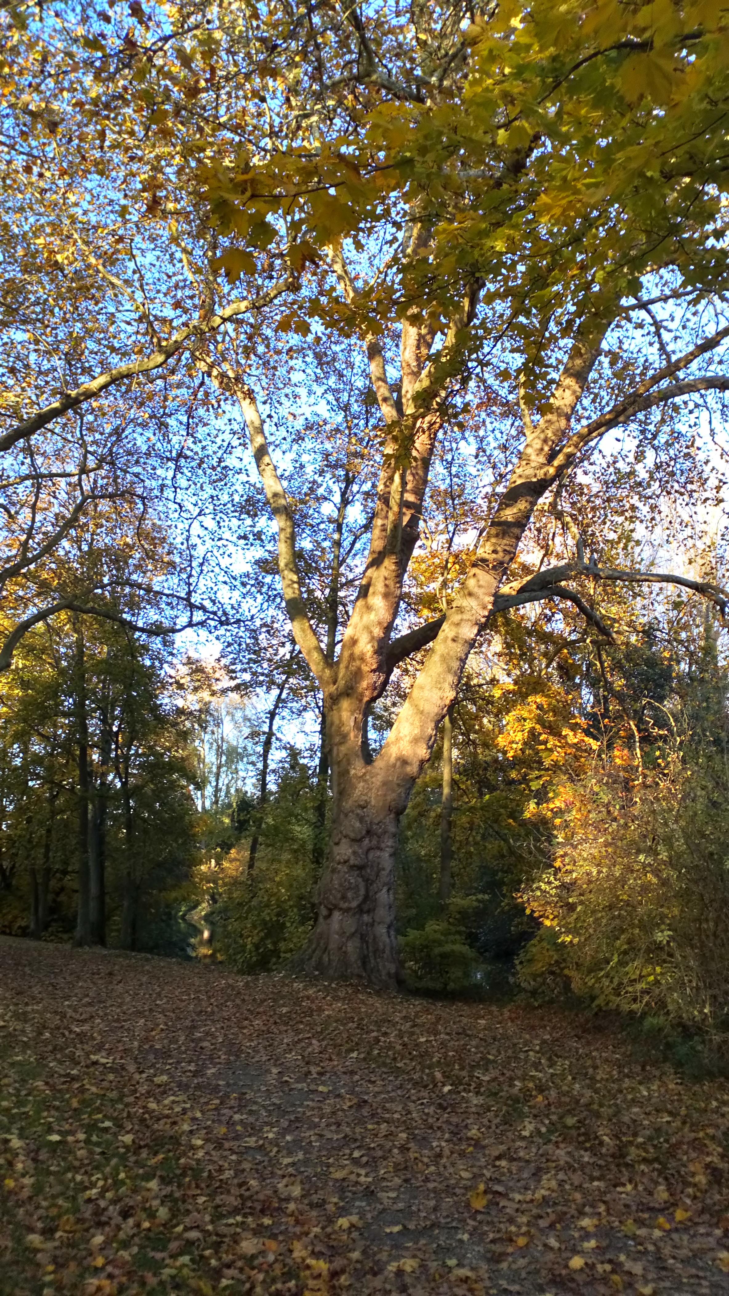 Château de Montières, parc 9