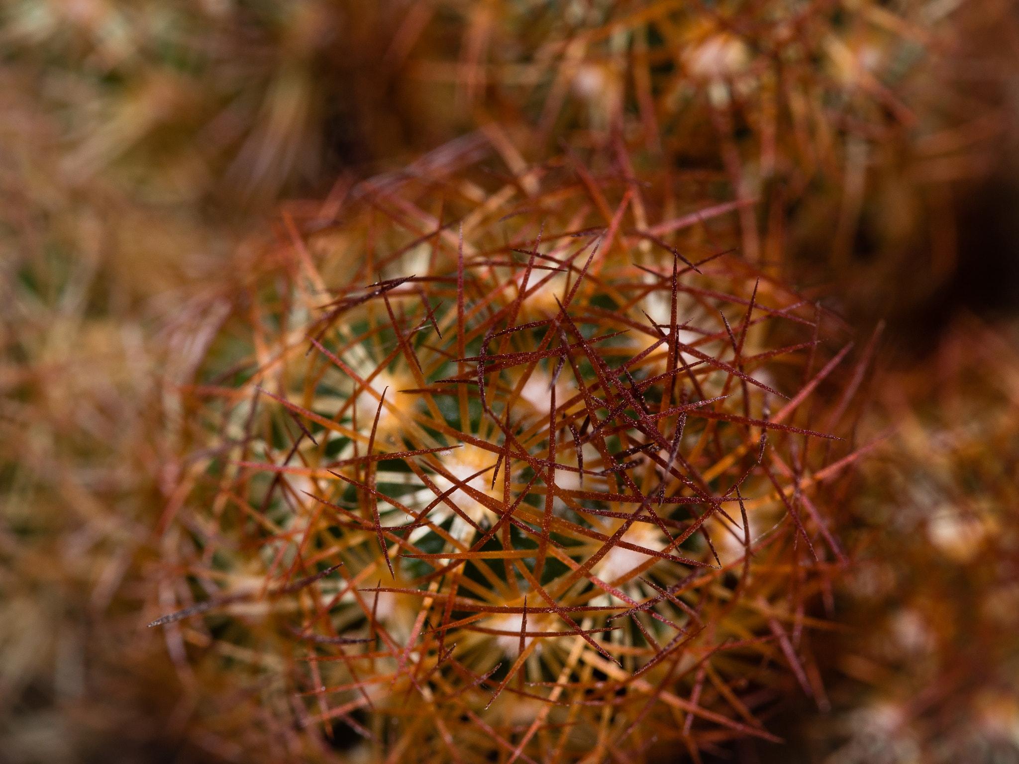 Cactus (117249015)