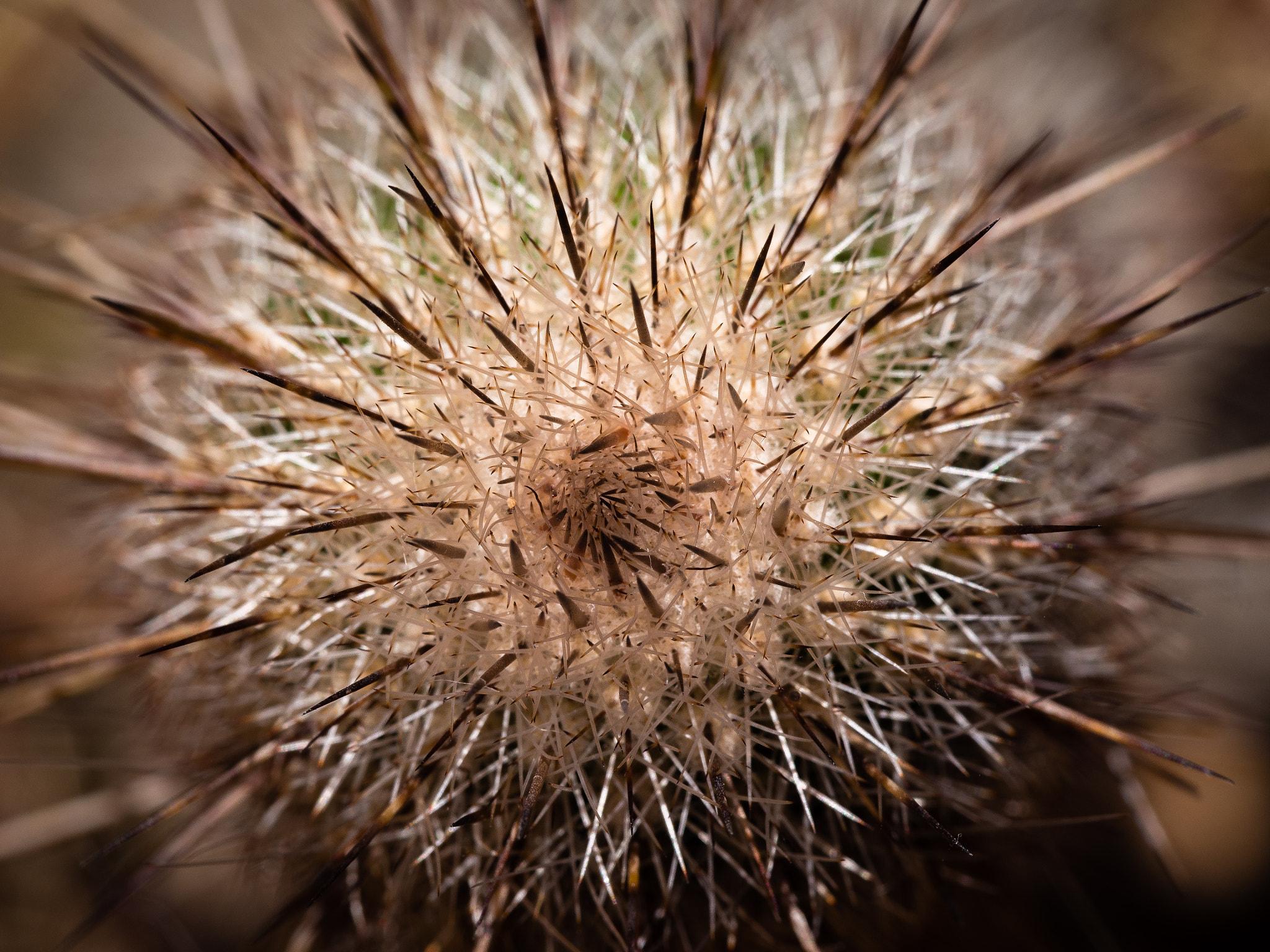 Cactus (118804173)