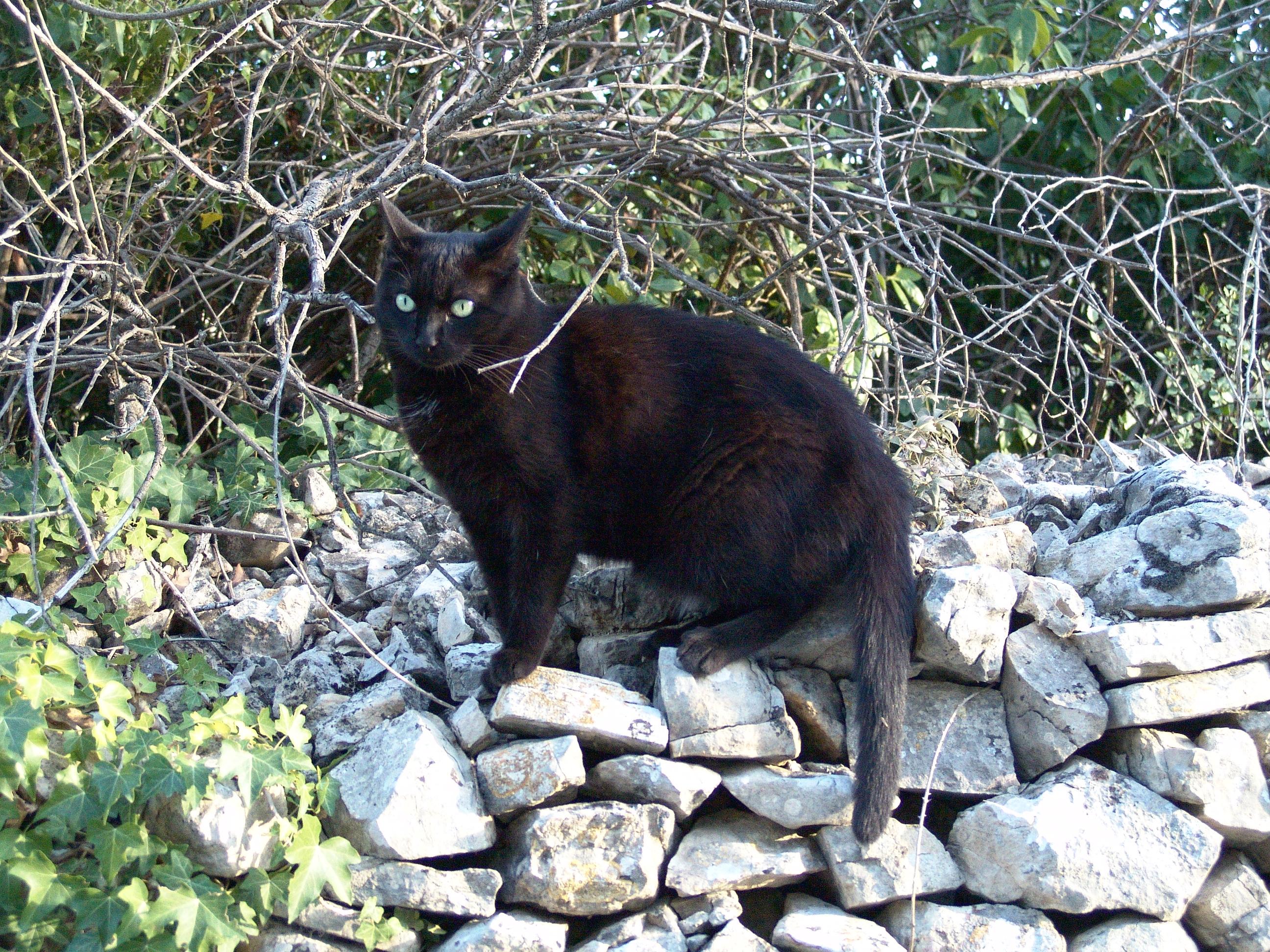 Chatte noire, semi sauvage